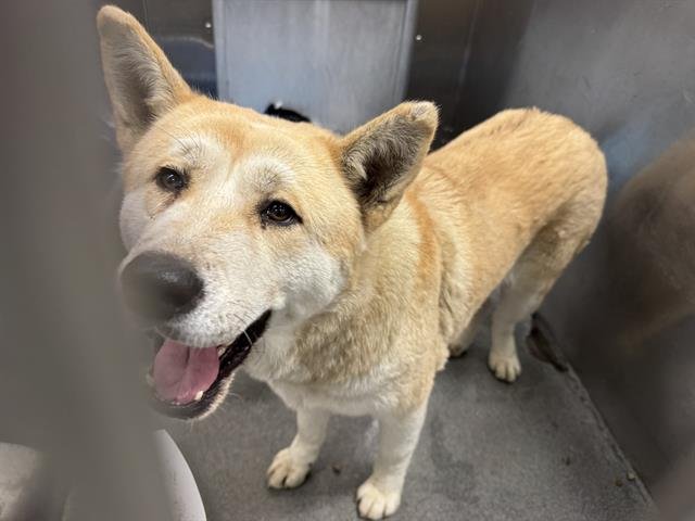 PENELOPE - Akita available for adoption