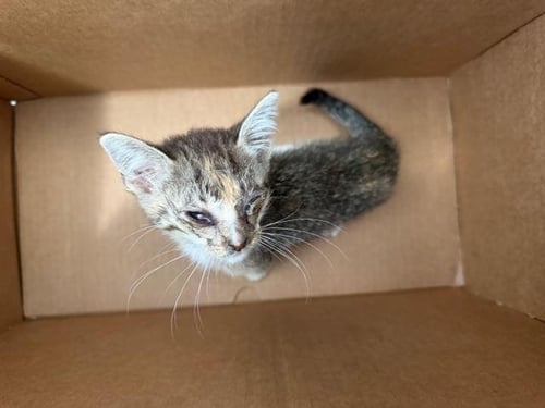 FUDGSICLE - Domestic Short Hair available for adoption