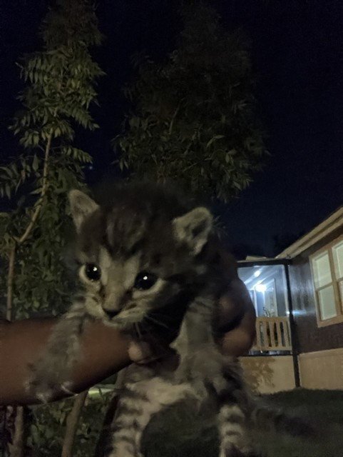 PASCO - Domestic Short Hair available for adoption