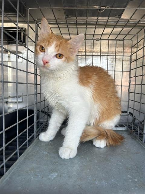 ECHO - Domestic Medium Hair available for adoption