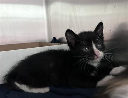 DOODLE - Domestic Medium Hair available for adoption