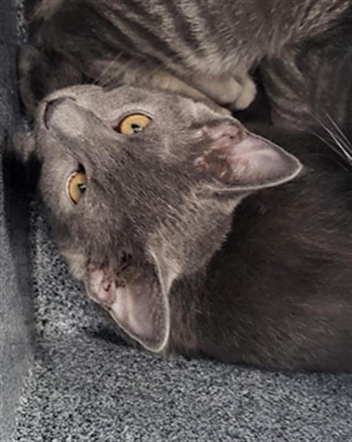 NAMI - Domestic Long Hair available for adoption
