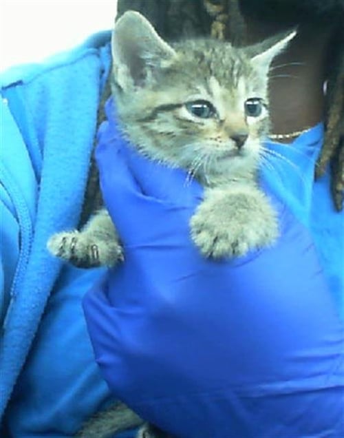 FREYA - Domestic Short Hair for adoption in Irving