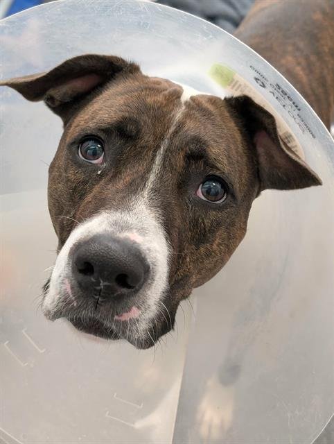 BONNIE - Pit Bull Terrier available for adoption