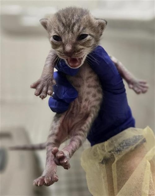 SPECK - Domestic Short Hair available for adoption