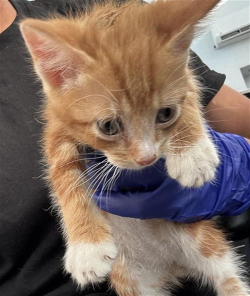 JAKE - Domestic Short Hair available for adoption