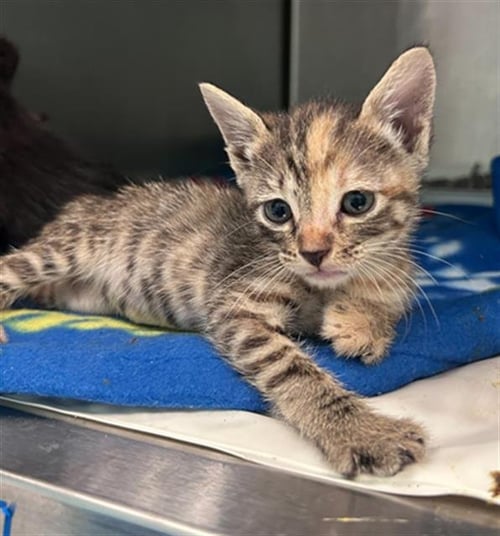 PRETZEL - Domestic Short Hair available for adoption