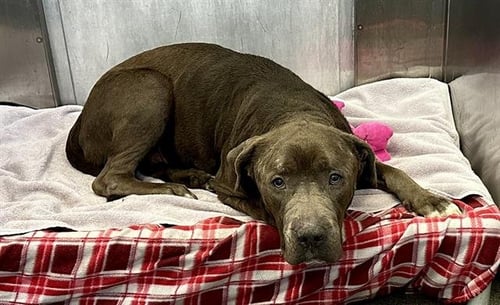 BLUE - Pit Bull Terrier for adoption in Irving