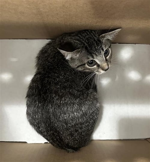 POPCORN - Domestic Short Hair available for adoption