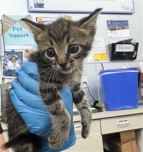 POPCORN - Domestic Short Hair available for adoption