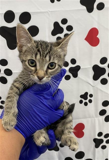 STARFIRE - Domestic Short Hair available for adoption