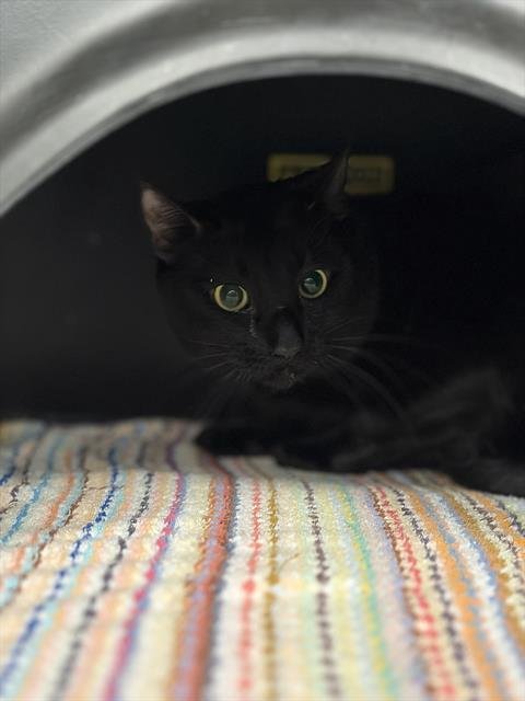 SHADOW - Domestic Short Hair available for adoption