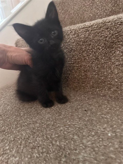 AUSTIN - Domestic Short Hair available for adoption