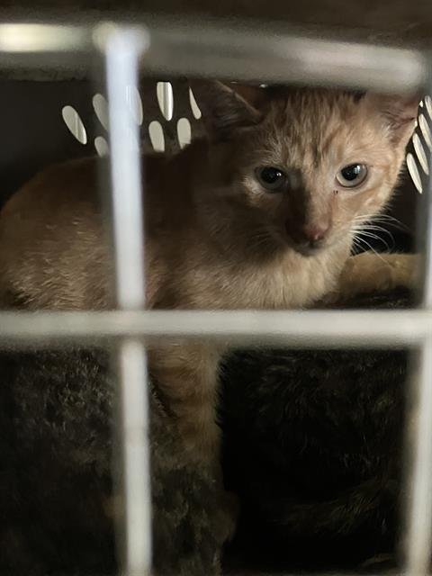 LORRAINE - Domestic Short Hair available for adoption