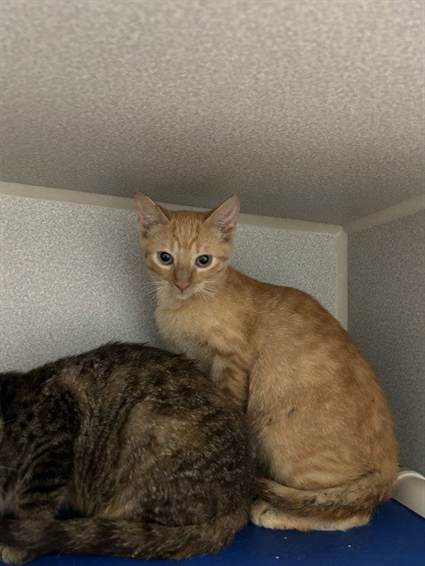 LORRAINE - Domestic Short Hair available for adoption