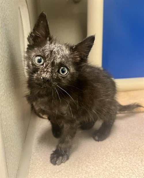 ROSETTA - Domestic Short Hair available for adoption