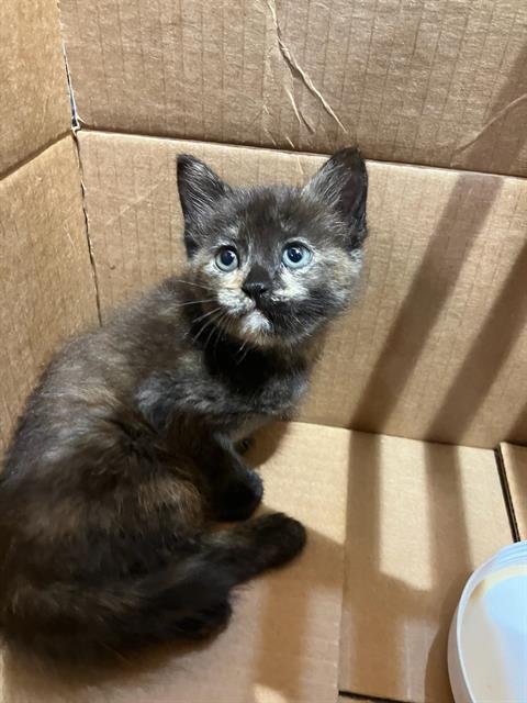 COCO - Domestic Short Hair available for adoption