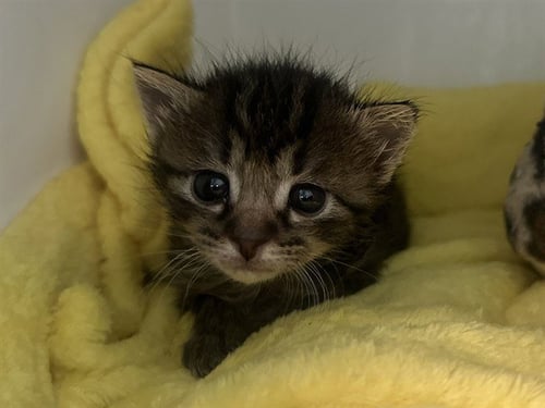 SOFIA - Domestic Short Hair available for adoption