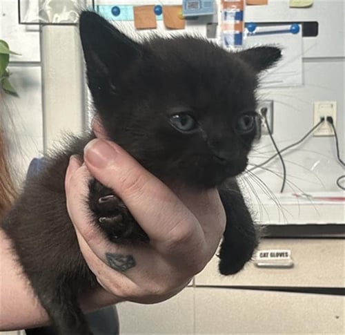 THIN MINT - Domestic Short Hair available for adoption