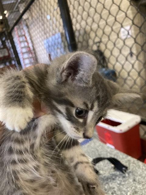 CHARLIE - Domestic Short Hair available for adoption