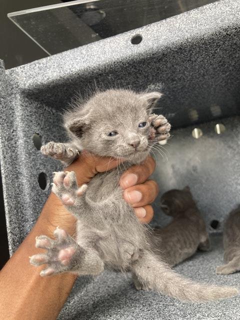 KIWI - Domestic Short Hair available for adoption