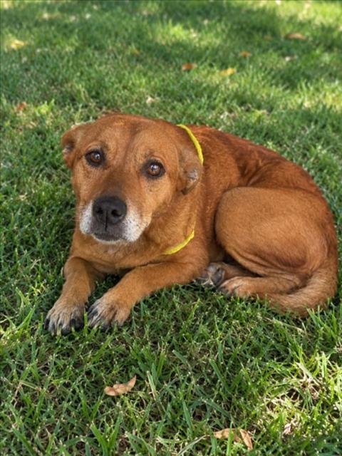 MIA - Pit Bull Terrier available for adoption