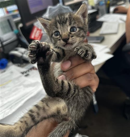 TRAVIS - Domestic Medium Hair available for adoption