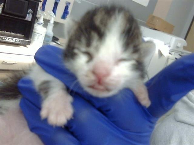 TIP - Domestic Short Hair available for adoption