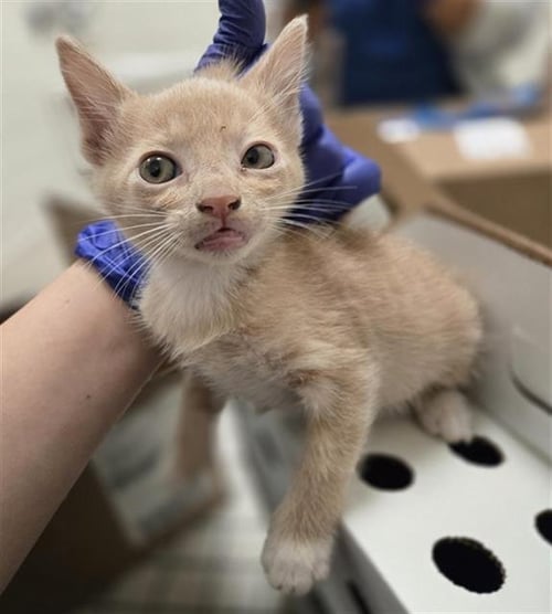 ALEXANDER - Domestic Short Hair available for adoption