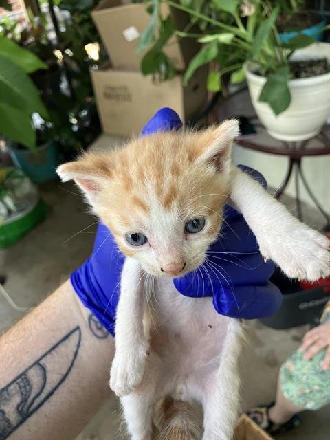 KITTEN 1