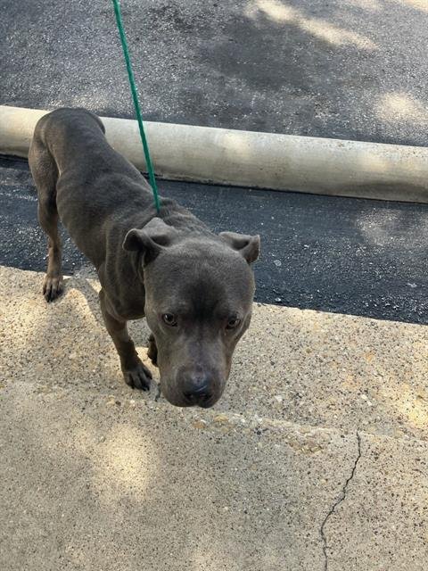 GUS - Pit Bull Terrier available for adoption