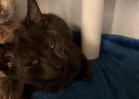BINKY - Photo 1