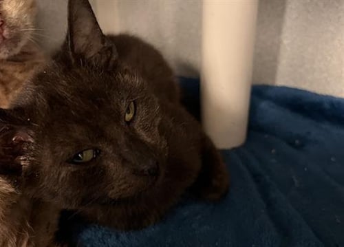 BINKY - Domestic Short Hair available for adoption