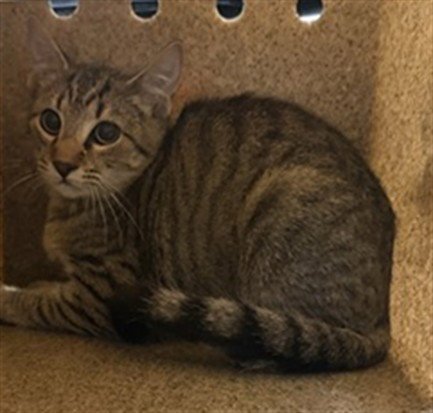 620 N MADISON 1 - Domestic Short Hair available for adoption