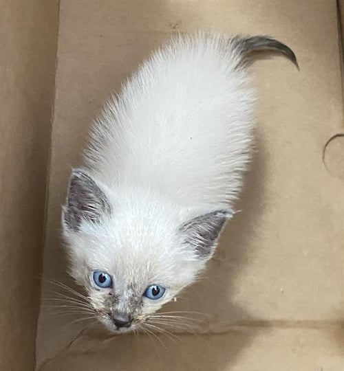 SEAL - Domestic Short Hair available for adoption