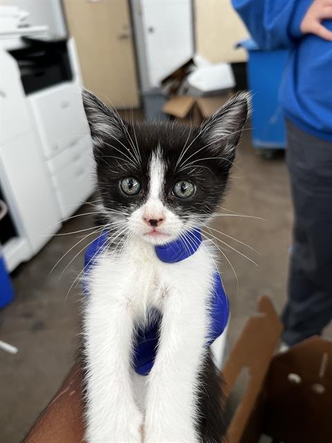 NALA Image