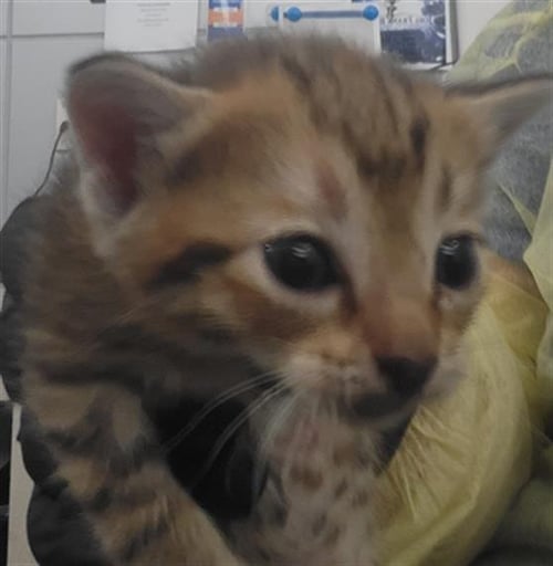 SIENNA - Domestic Medium Hair available for adoption