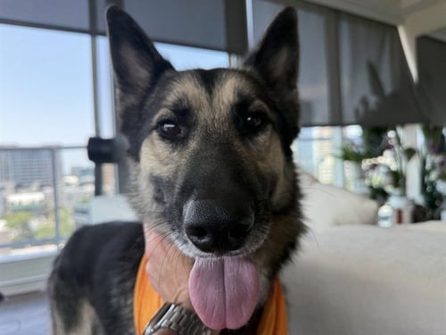 IVAN - German Shepherd Dog for adoption in Irving