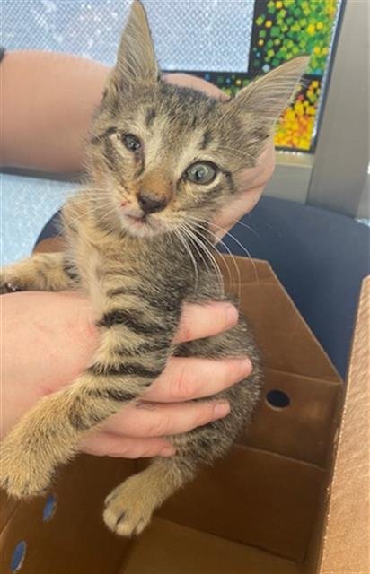 DORY - Domestic Short Hair available for adoption