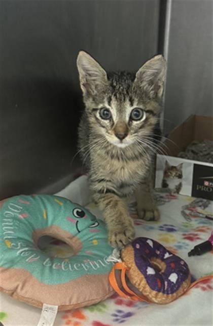DORY - Domestic Short Hair available for adoption