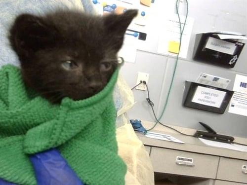 SOLO - Domestic Medium Hair available for adoption