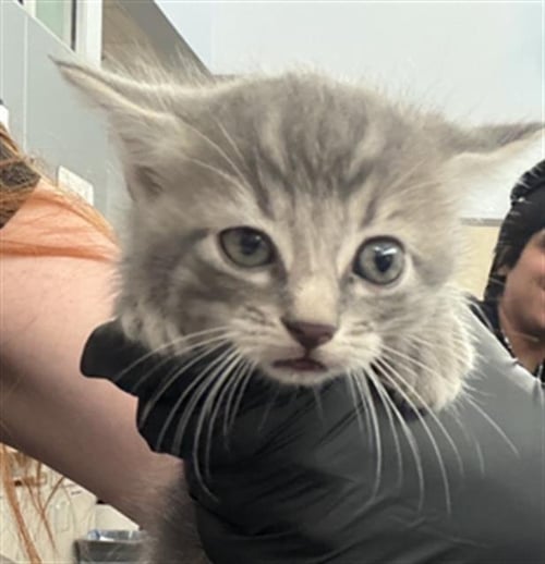 FREDDY - Domestic Short Hair available for adoption