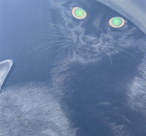 BOOM - Domestic Short Hair available for adoption