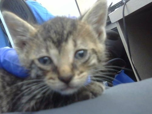 BOO - Domestic Short Hair for adoption in Irving