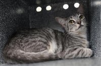 NERMAL - Photo 1