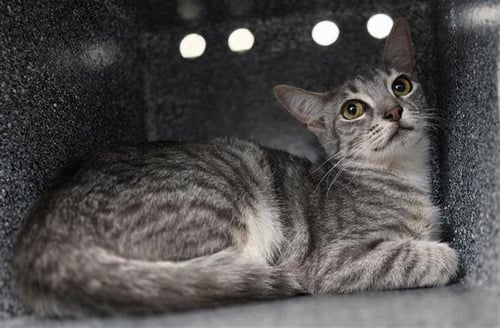 NERMAL - Domestic Short Hair available for adoption