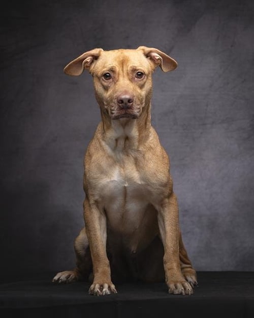 LAQUITA - Pit Bull Terrier available for adoption