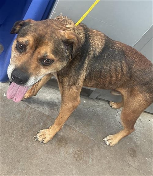 REX - German Shepherd Dog available for adoption
