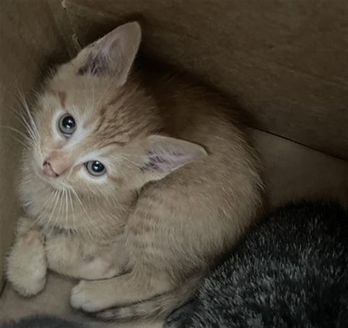 PHOENIX - Domestic Short Hair available for adoption