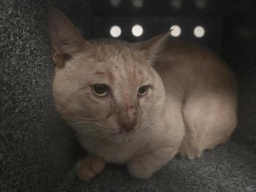 BILLY - Domestic Short Hair available for adoption